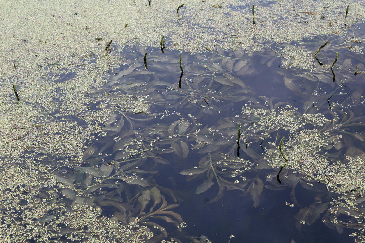 Image of Potamogeton lucens specimen.