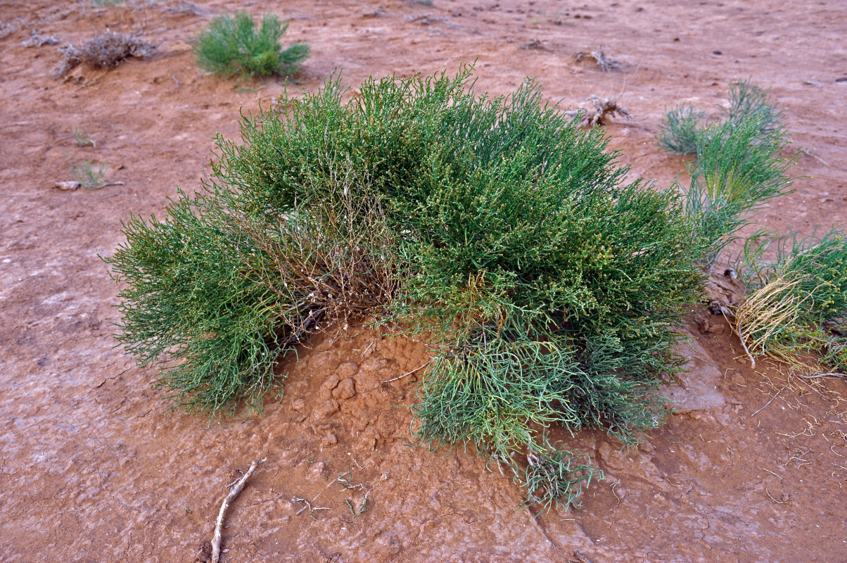 Image of Anabasis aphylla specimen.