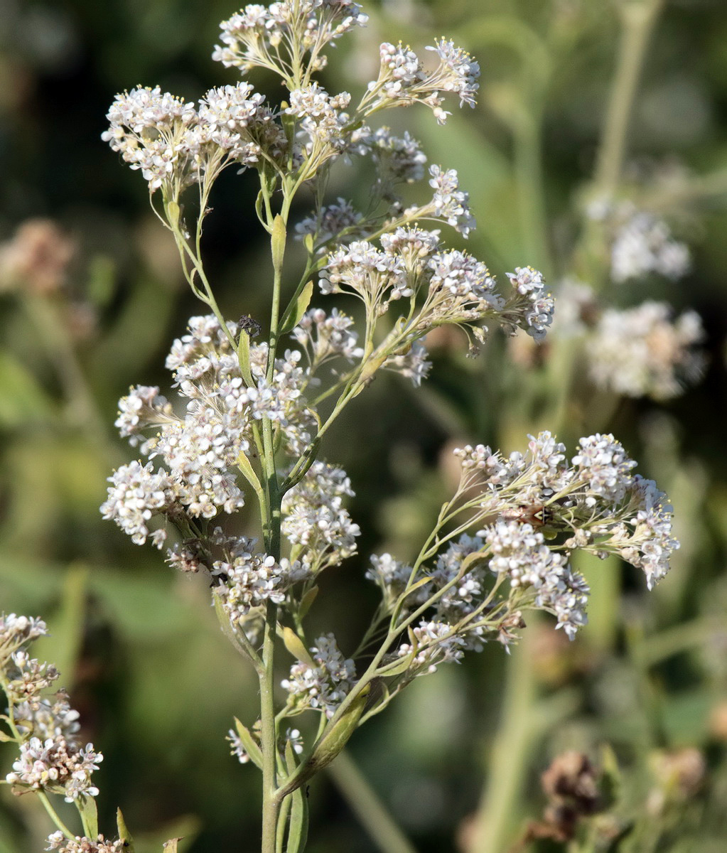 Image of Lepidium latifolium specimen.