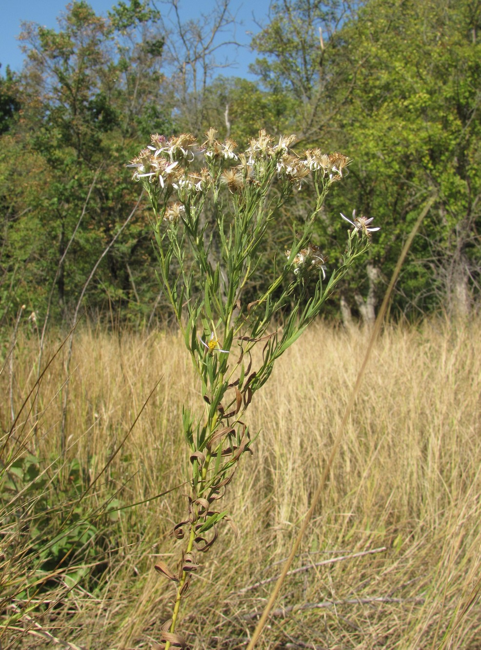 Изображение особи Galatella dracunculoides.