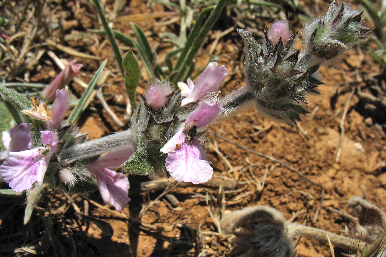 Image of Stachys cretica ssp. smyrnaea specimen.