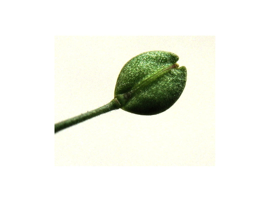 Image of Lepidium ruderale specimen.