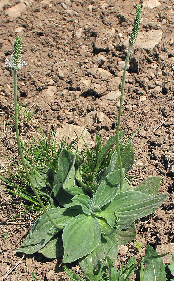 Image of Plantago media specimen.
