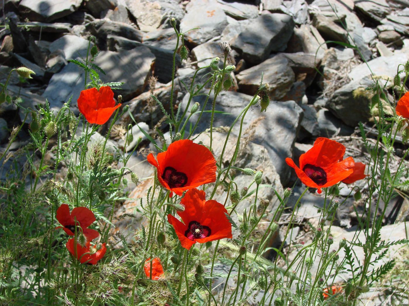 Изображение особи Papaver pavoninum.