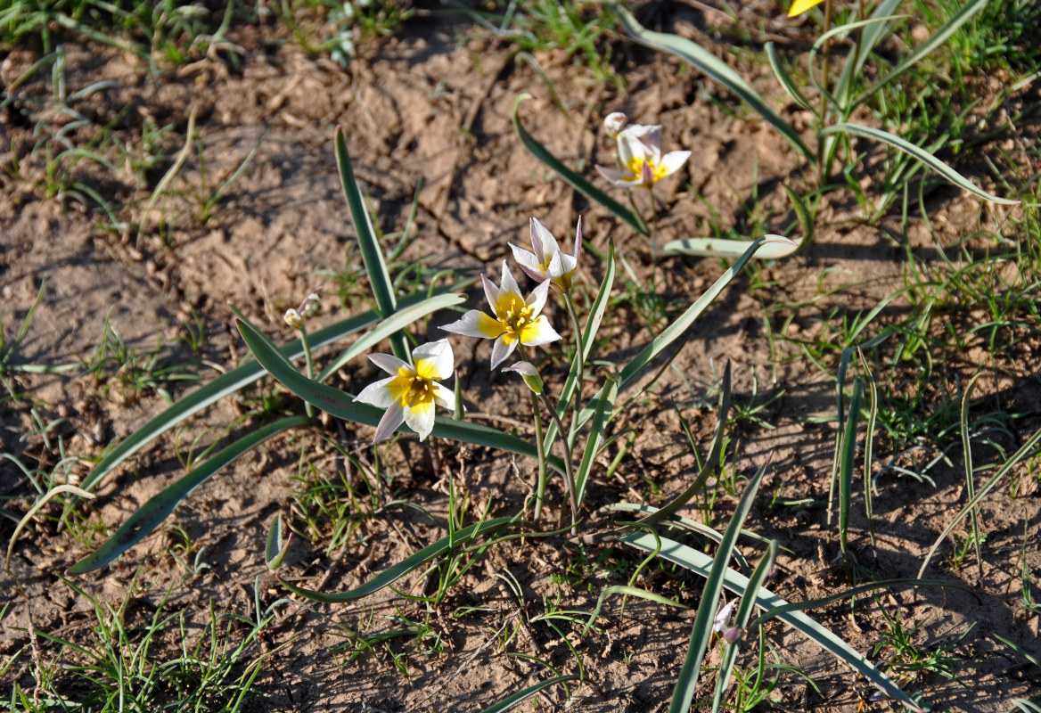 Изображение особи Tulipa patens.