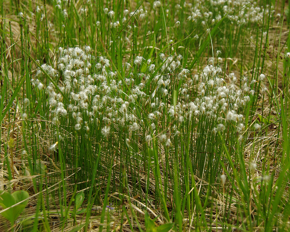 Изображение особи Trichophorum alpinum.