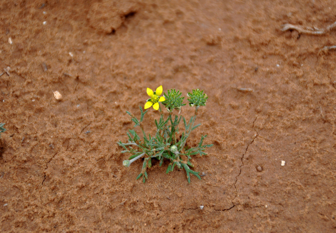 Image of genus Ceratocephala specimen.