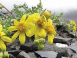 Senecio sosnovskyi