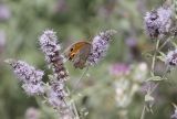 Mentha asiatica