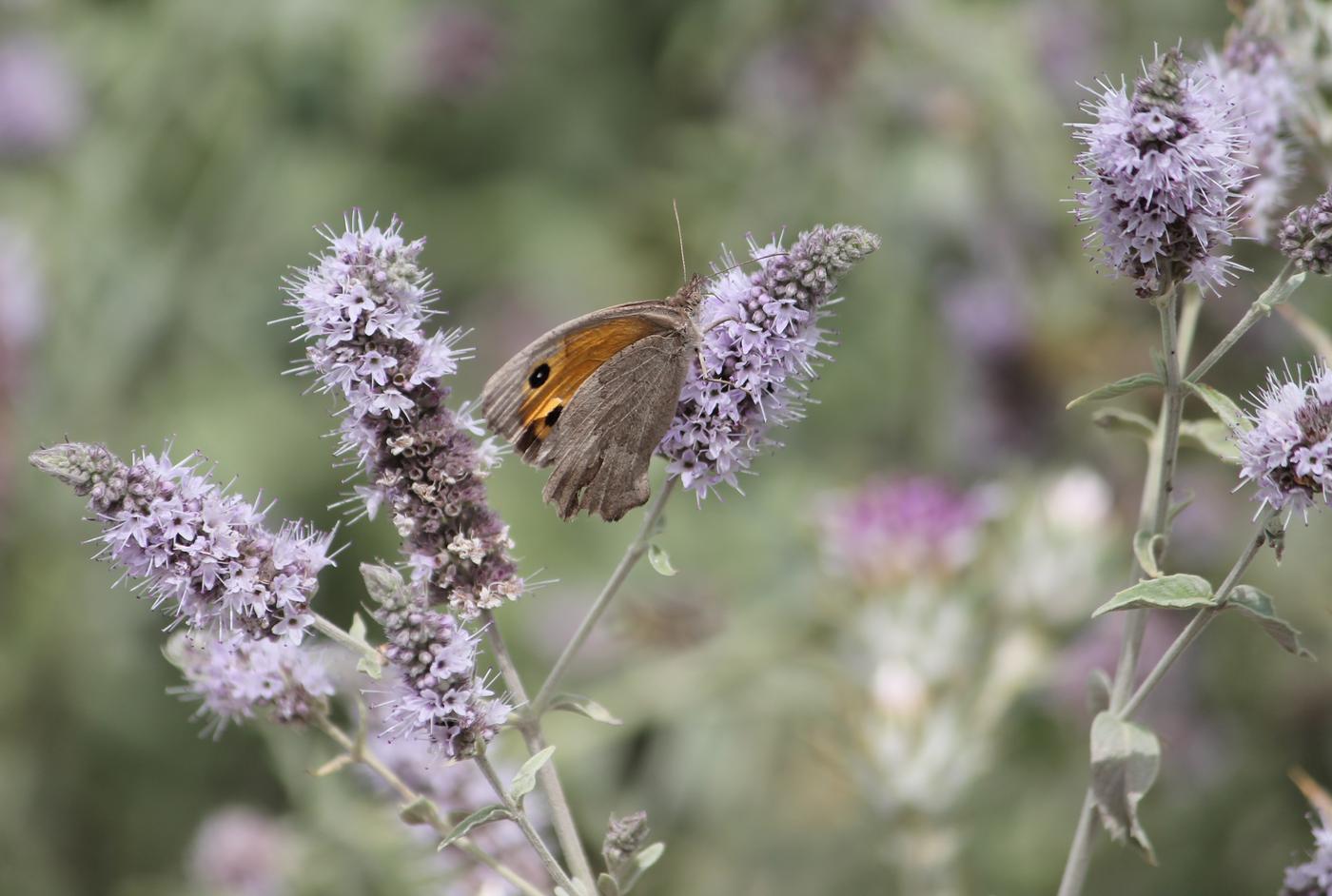 Image of Mentha asiatica specimen.