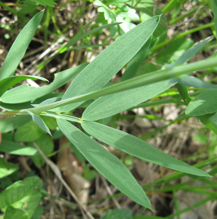 Image of Lathyrus lacaitae specimen.