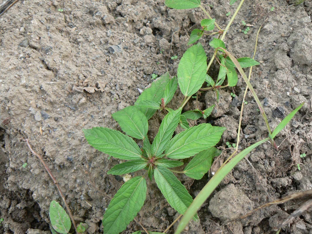 Image of Acalypha australis specimen.