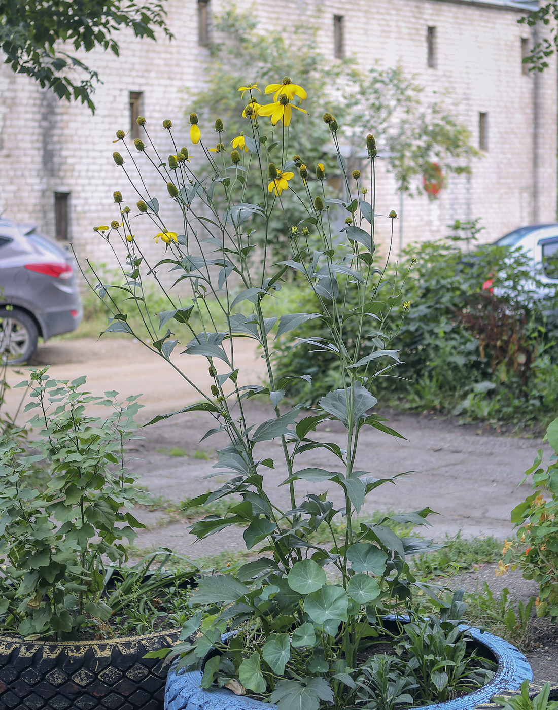 Image of Rudbeckia laciniata specimen.