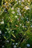 Symphyotrichum novi-belgii