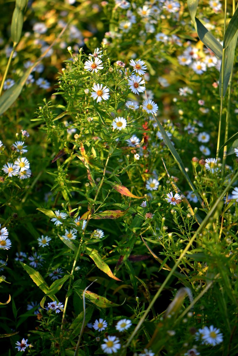 Изображение особи Symphyotrichum novi-belgii.