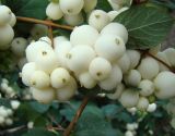 Symphoricarpos variety laevigatus