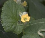 Image of taxon representative. Author is Виталий Гуменюк