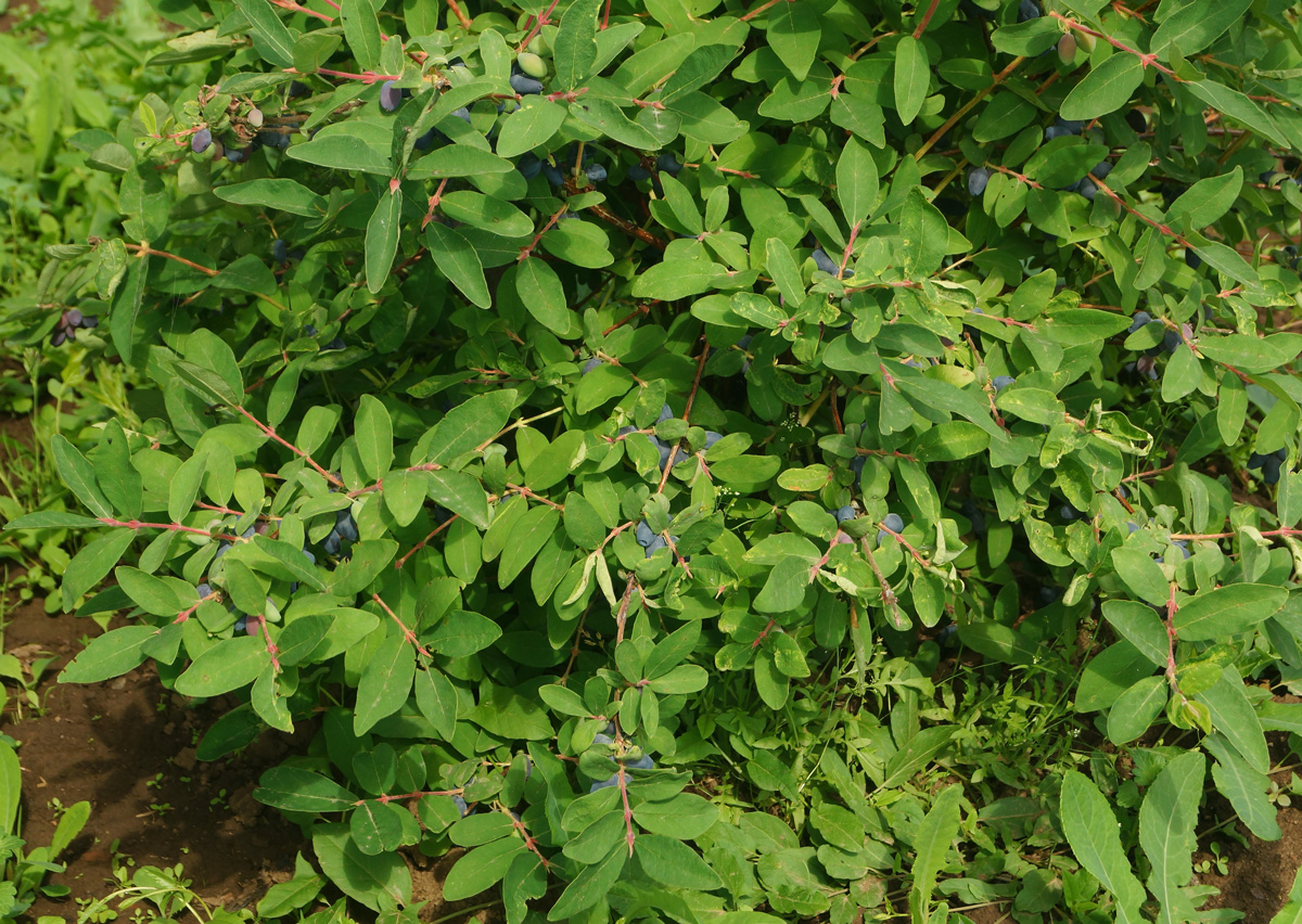 Image of Lonicera edulis specimen.