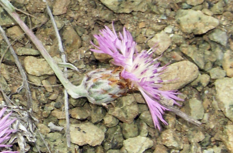 Image of Psephellus sergii specimen.