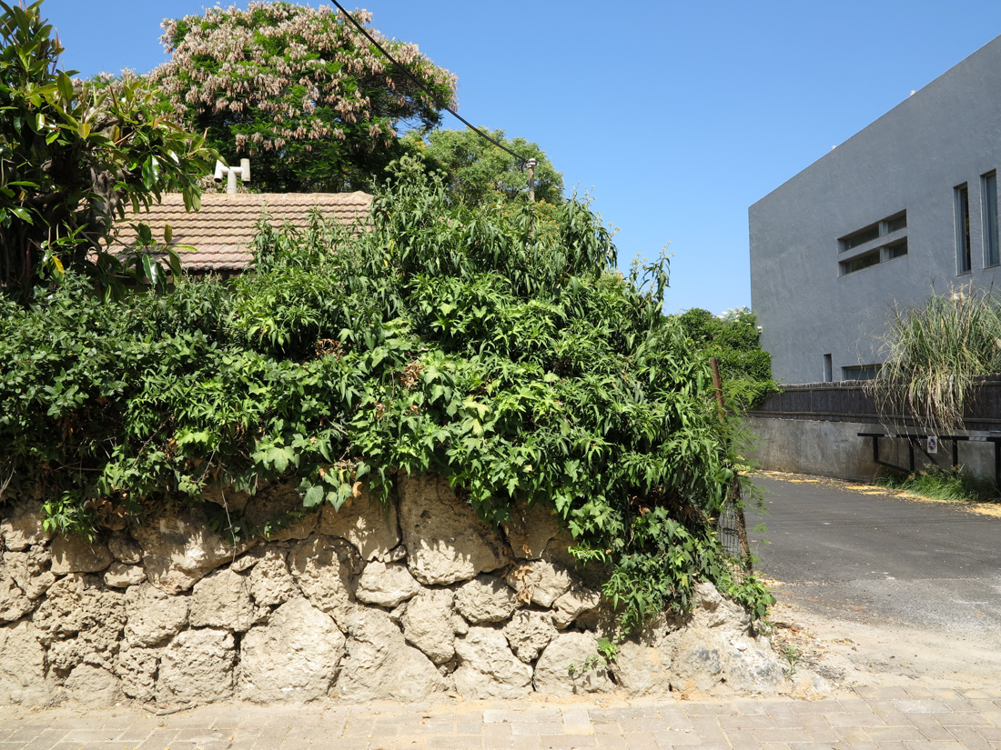 Image of Hedera helix specimen.