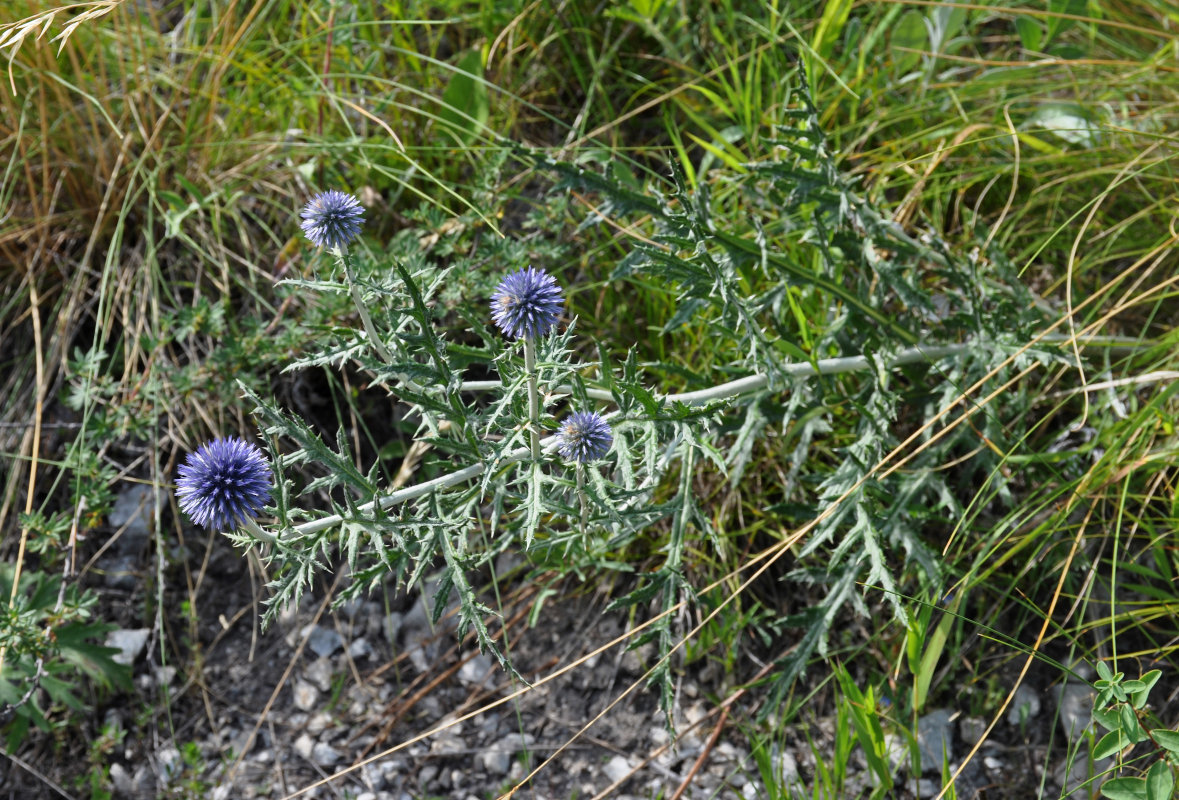 Image of Echinops davuricus specimen.