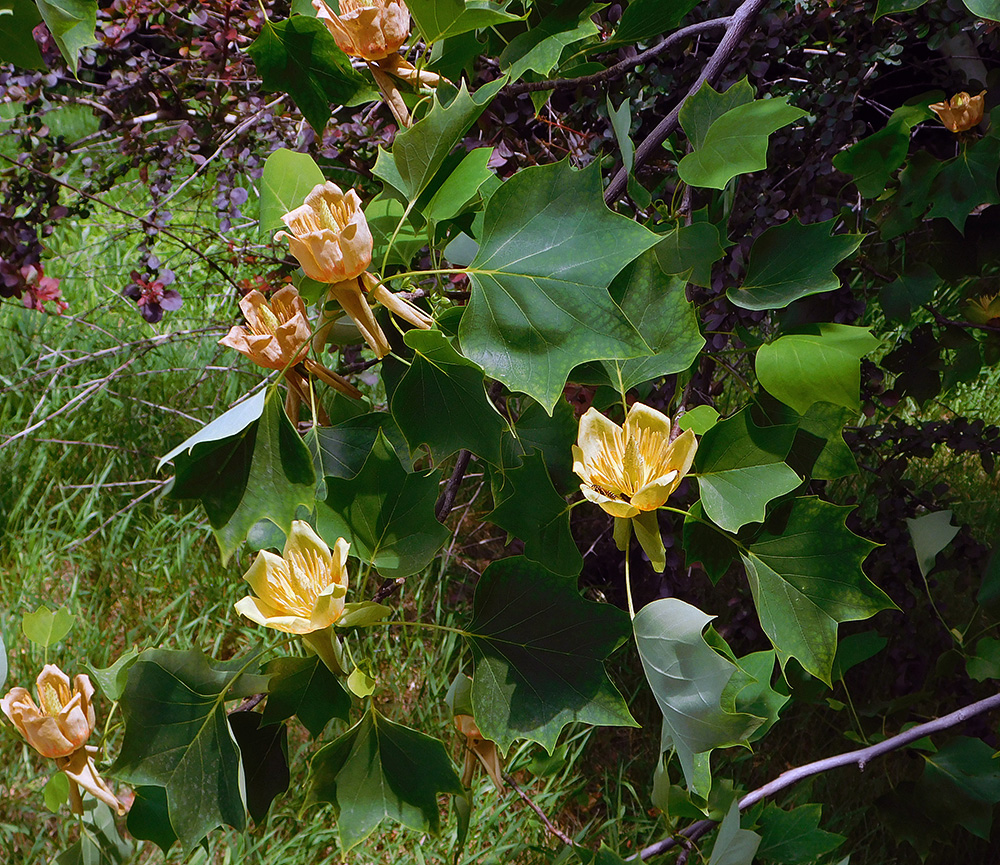 Image of Liriodendron tulipifera specimen.