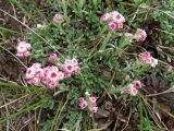 Antennaria dioica