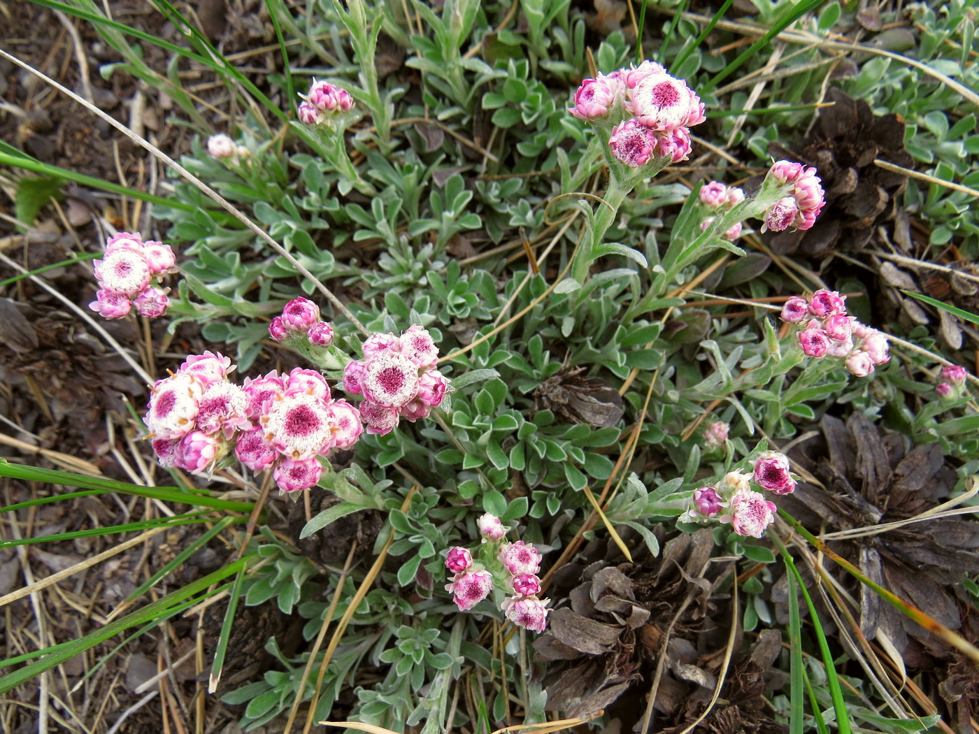 Изображение особи Antennaria dioica.