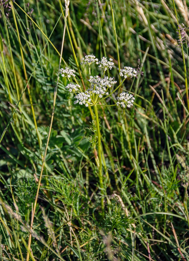 Изображение особи Peucedanum vaginatum.