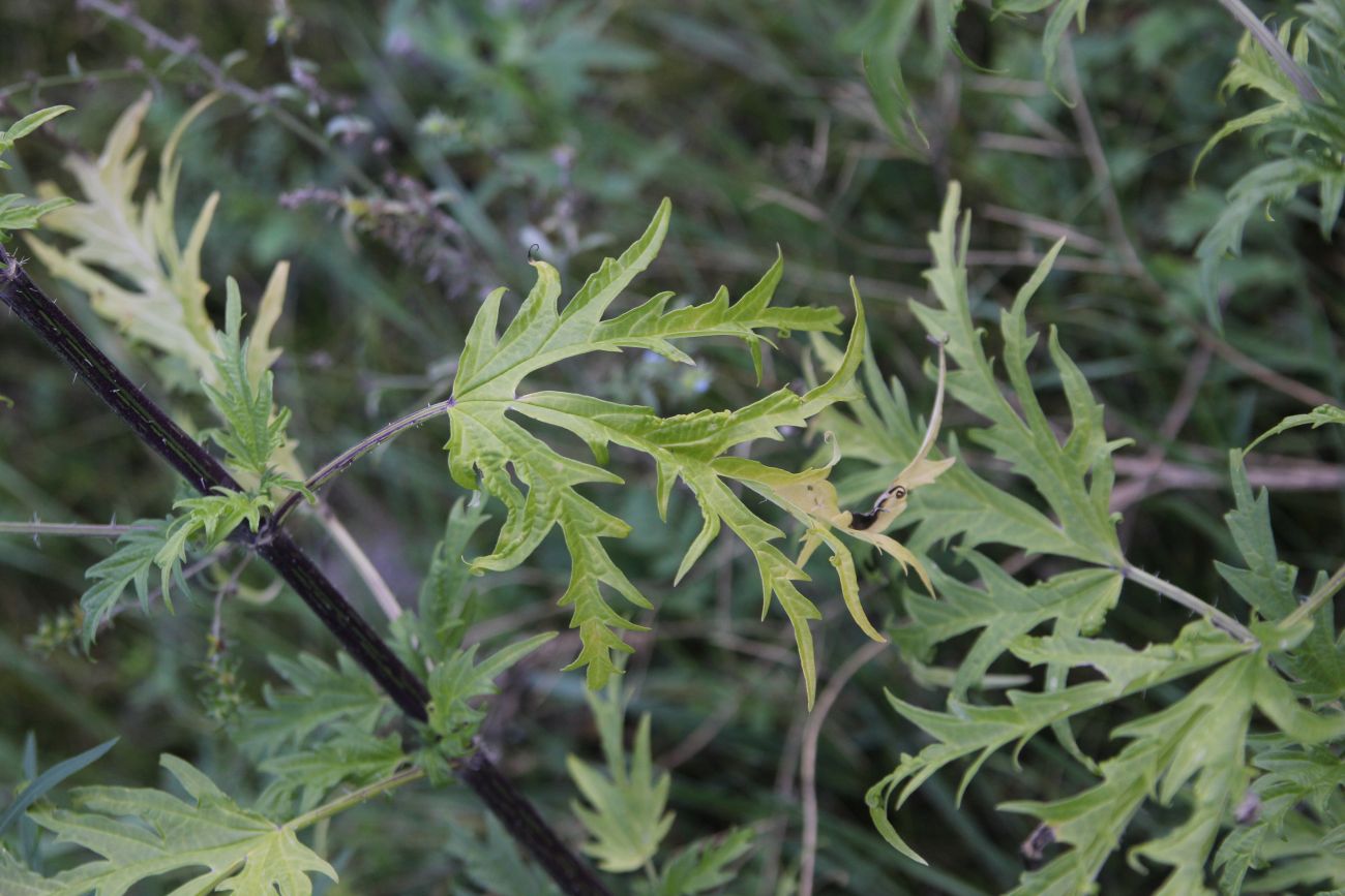 Image of Urtica cannabina specimen.