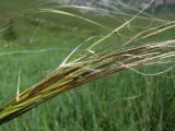 genus Stipa