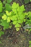 Corydalis ellipticarpa