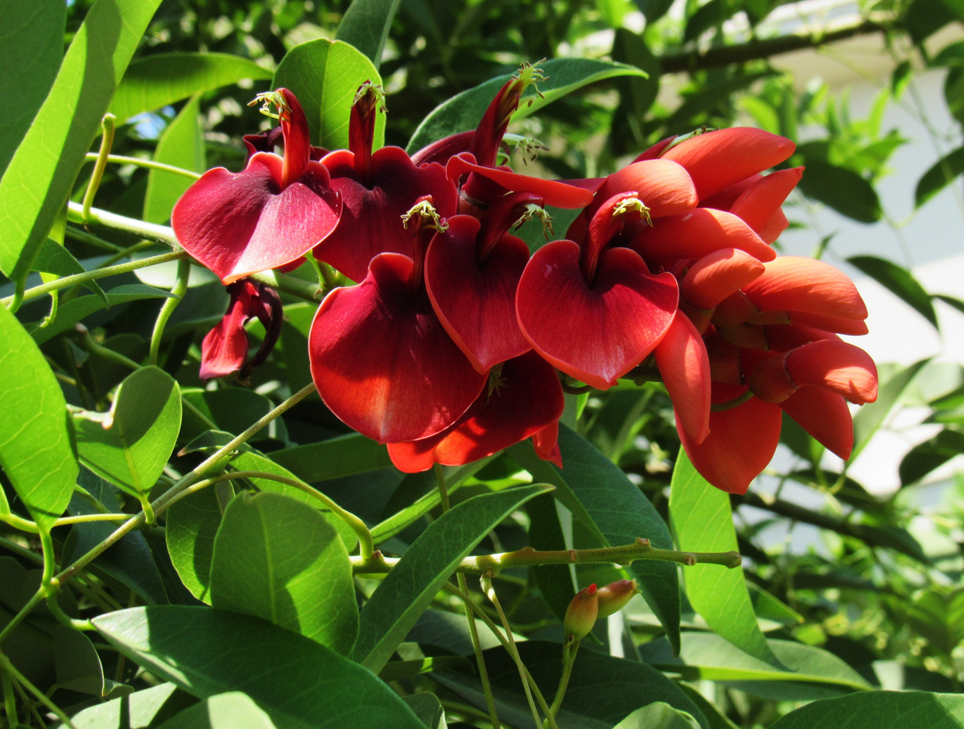 Image of Erythrina crista-galli specimen.