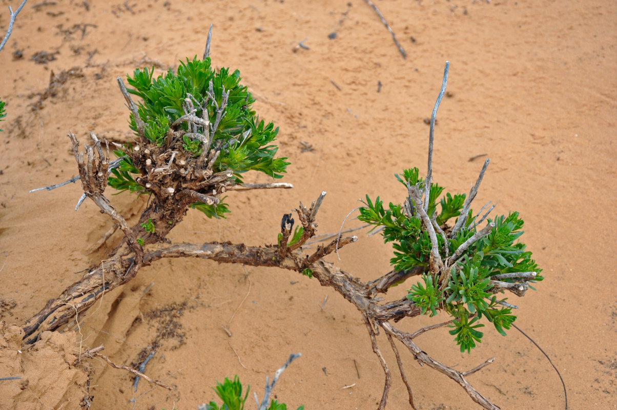 Image of Peganum harmala specimen.