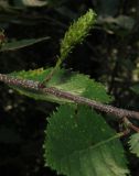 Betula fruticosa subspecies montana