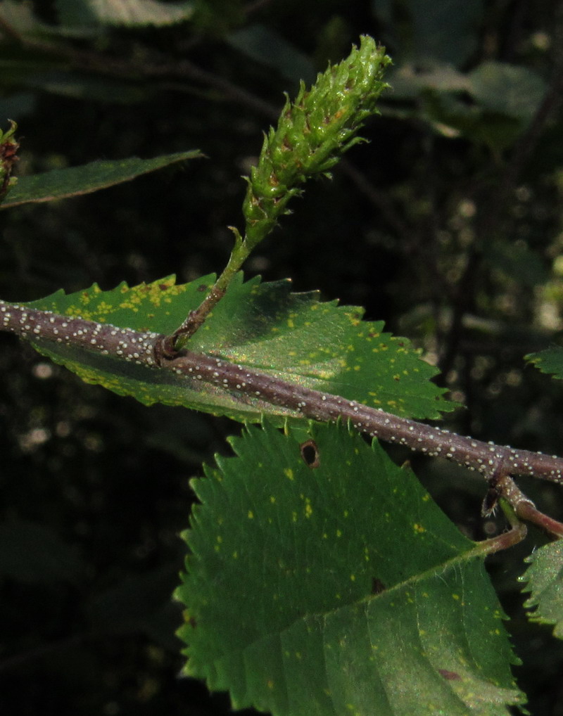 Image of Betula fruticosa ssp. montana specimen.