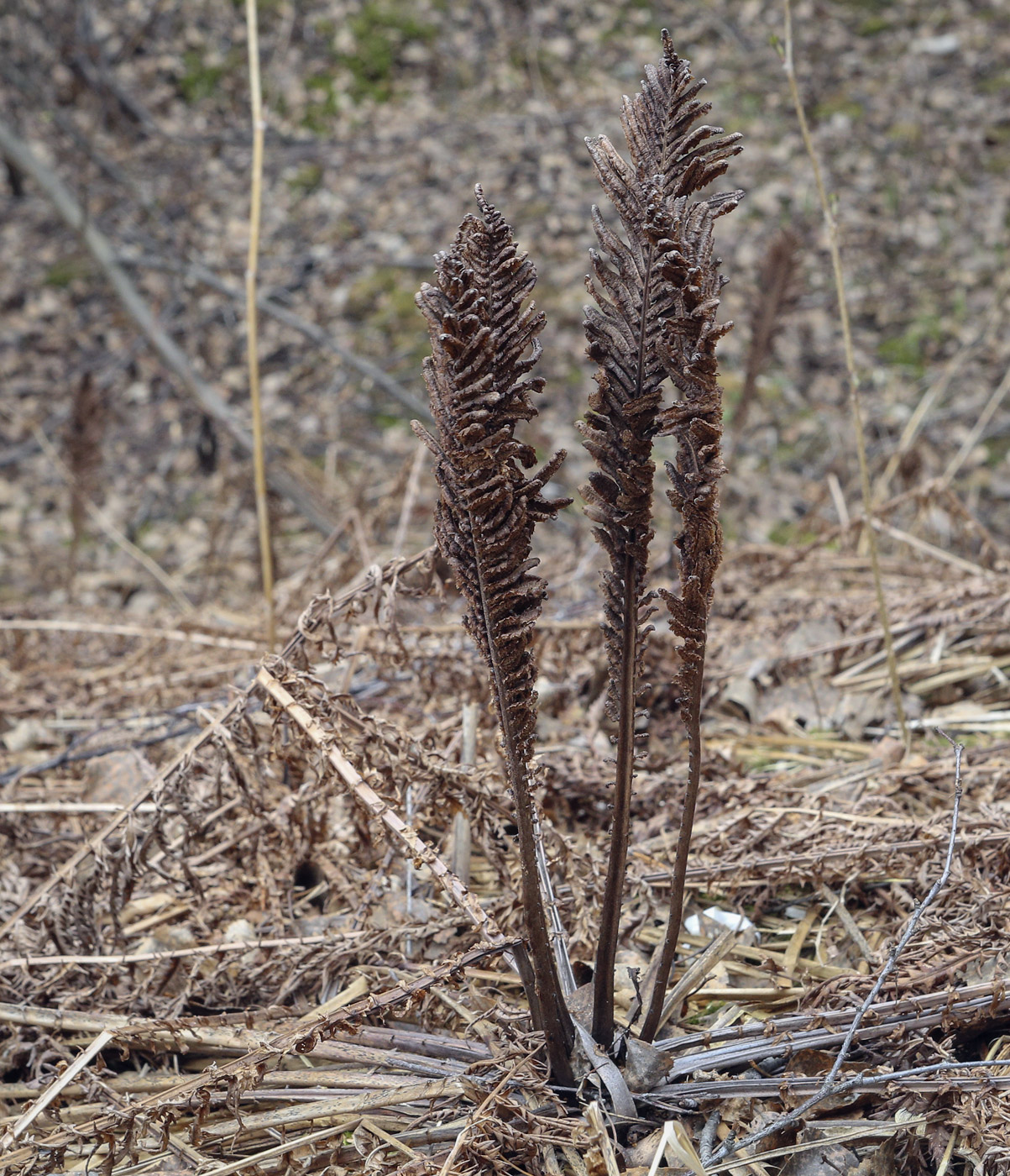 Image of Matteuccia struthiopteris specimen.