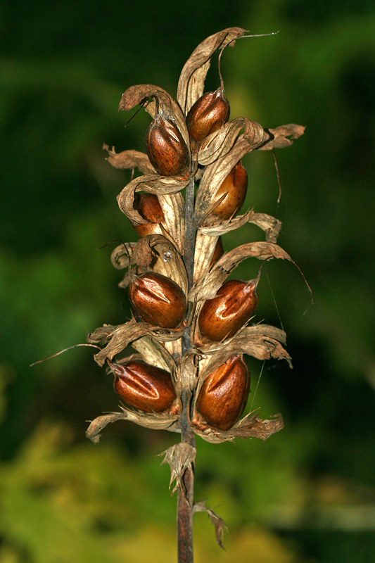 Image of Acanthus mollis specimen.