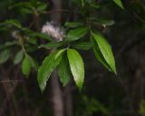 Salix cinerea