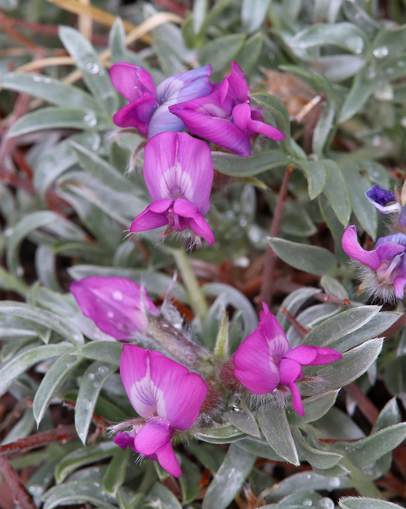 Изображение особи Oxytropis tragacanthoides.