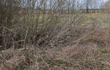 Salix cinerea