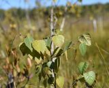 Betula pubescens