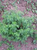 Artemisia annua. Растение на осыпи. Казахстан, Заилийский Алатау, Аксайское ущелье, 1800 м н.у.м. 22.06.2010.