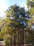 Pinus strobus
