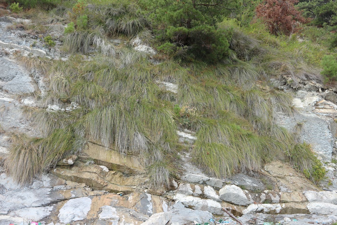 Image of Juncus inflexus specimen.