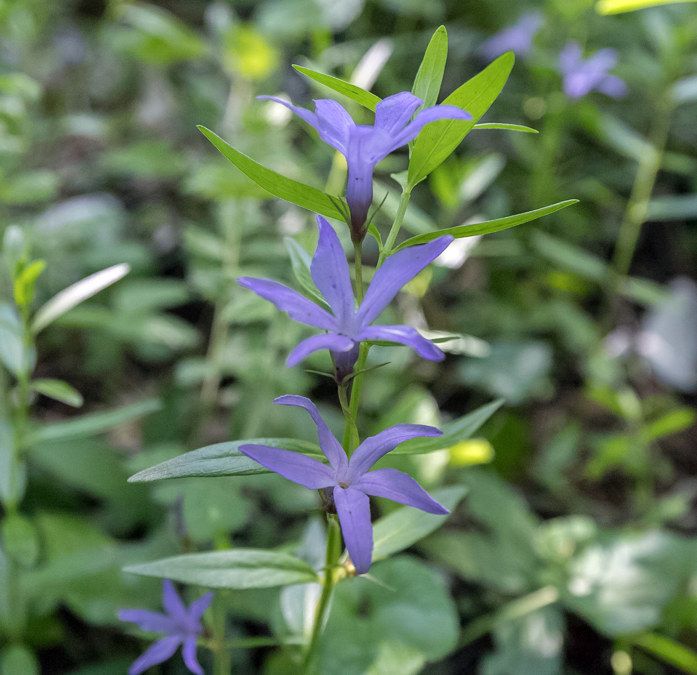 Изображение особи Vinca herbacea.