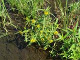 Bidens variety radiata