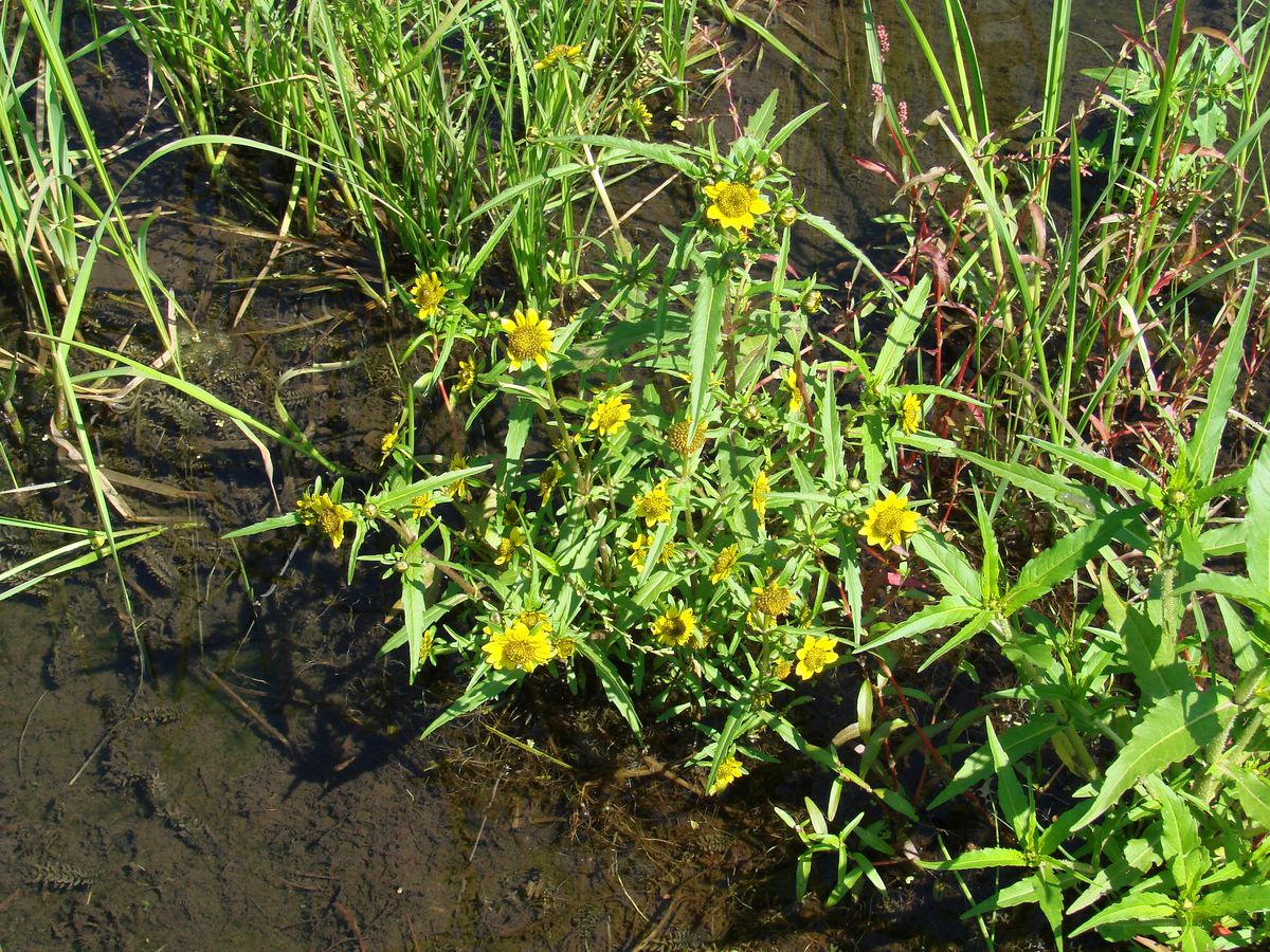 Изображение особи Bidens cernua var. radiata.