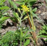 Crepis praemorsa