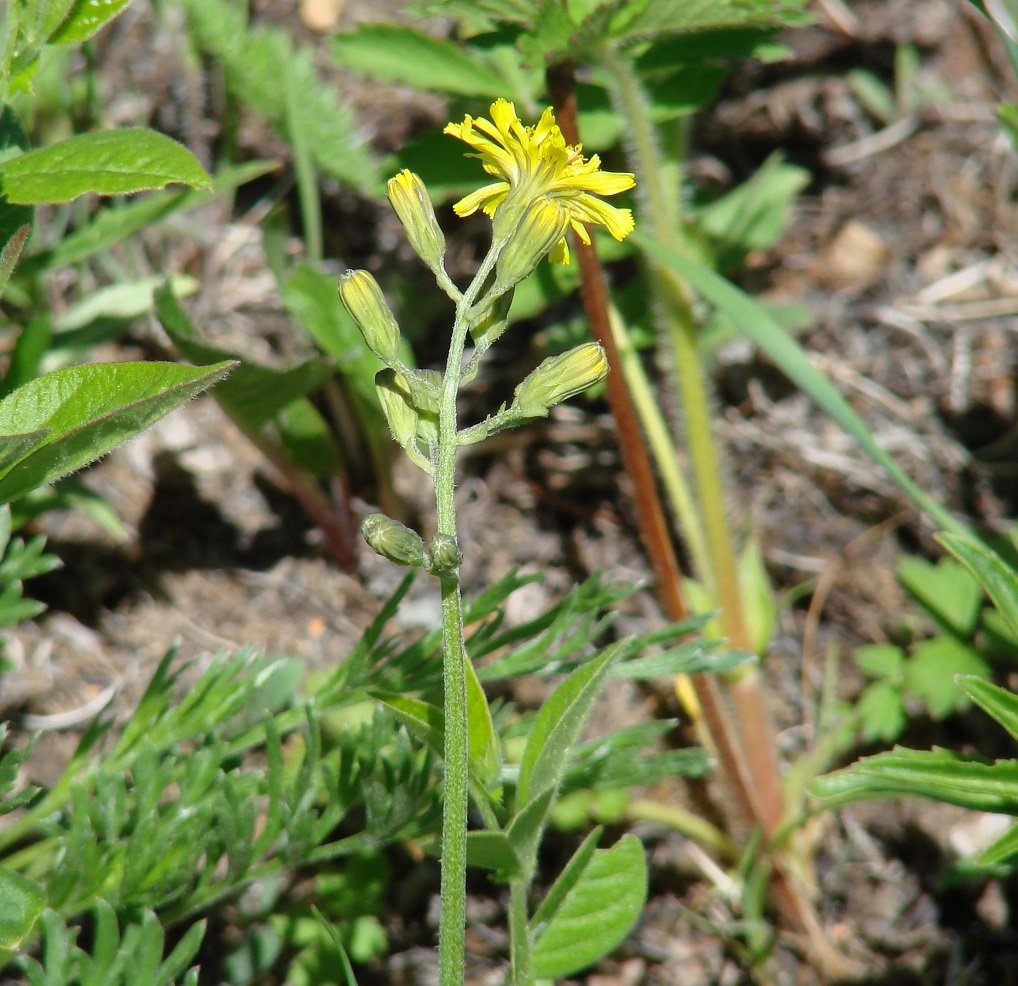 Image of Crepis praemorsa specimen.